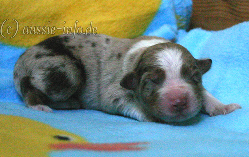 Hündin red merle 1