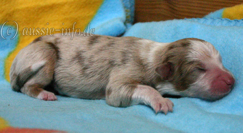 Hündin red merle 2