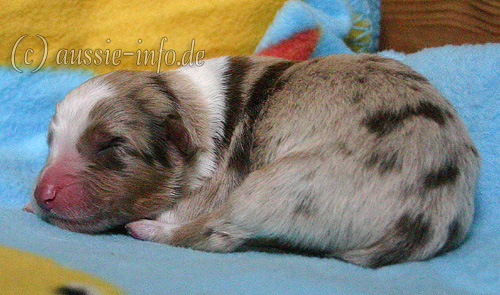 Hündin red merle 3