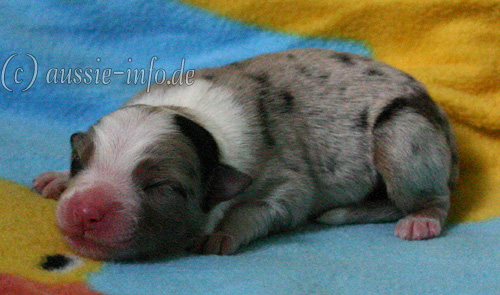 Rüde blue merle