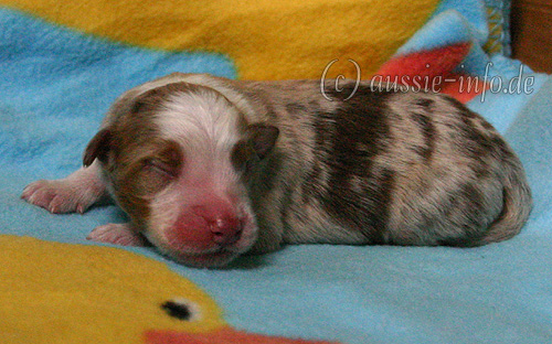 Rüde red merle