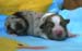 Hündin red merle 1