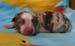 Rüde red merle